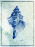 Conch Shell B #87143