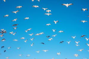 Seagulls #90716