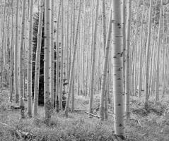Aspen Black and White 1 #91587