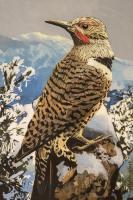 Northern Flicker #91436