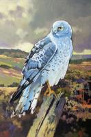 Northern Harrier Male #98433