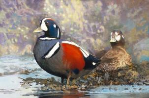 Harlequin Ducks #98435