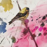 Yellow Siskin #IE030-A