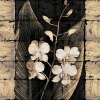 Orchids in Bloom I #IS5191