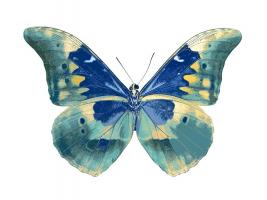 Butterfly in Aqua I #JBC113358