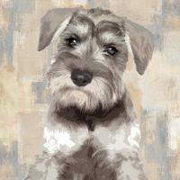 Miniature Schnauser #KG114638