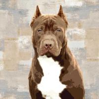 Pit Bull #KG114639