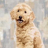 Poodle #KG114641