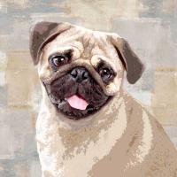 Pug #KG114642