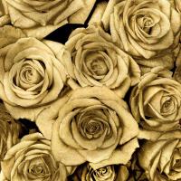 Gold Roses #KTB113446