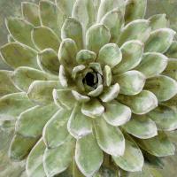 Succulent Verde II #LN114181