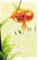 Tiger Lily #72871