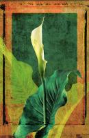 Calla Lily #72872