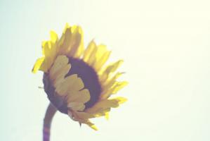 Sunny Day #90587