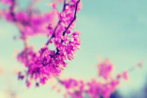 Red Bud 1 #90613