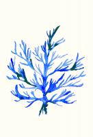 Ultramarine Growing 2 #98523