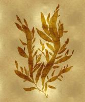 Sea Life - Gold IV #MEL112652