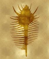 Sea Life - Gold VI #MEL112654