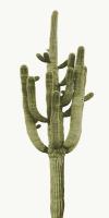 Saguaro II #MJ114264