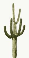 Saguaro III #MJ114265