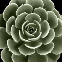 Green Succulent IV #MJ114272