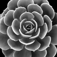 Succulent IIII IV #MJ114276