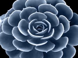 Succulent Indigo IV #MJ114280