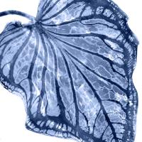 Tropical Indigo Palm III #MMR114334