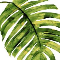 Tropical Palm II #MMR114337