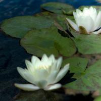 Water Lilies I #PBRO-143