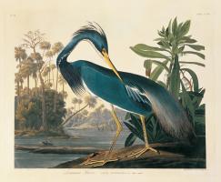 Louisiana Heron Plate 217 #81460