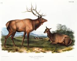 American Elk #81476