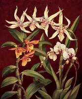 Orchid Trio I #RDI4132