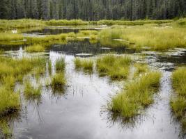 Hatcher's Pass creek marsh #SK113963