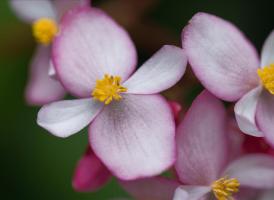 Flowers from Peru #SN111975