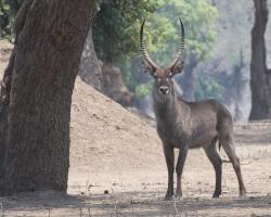 Waterbuck #SN112022