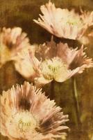 Poppies 4 #71543