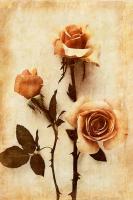 Orange Rose I #75627