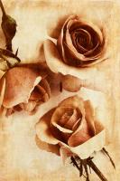 Orange Rose II #75628