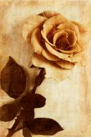 Orange Rose III #75629
