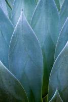 Agave V #77917