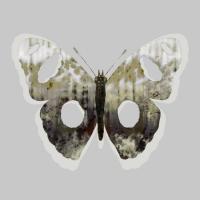 Painted Butterfly 2 #103211