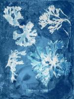 Natural Forms Blue 1 #102179