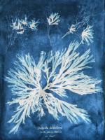 Natural Forms Blue 3 #102181