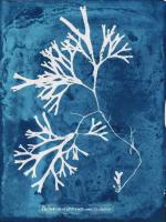 Natural Forms Blue 8 #102186