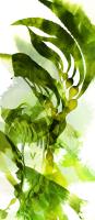 Watercolor Botanicals 2 #102209