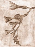 Sepia Flower Inversions 4 #102220