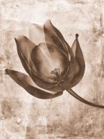 Sepia Flower Inversions 8 #102224