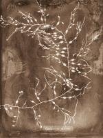 Natural Forms Sepia 2 #102227