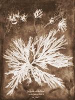 Natural Forms Sepia 3 #102228